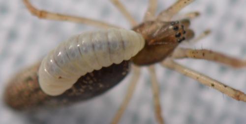 Réf. 338 527 : Pimplinae inconnu